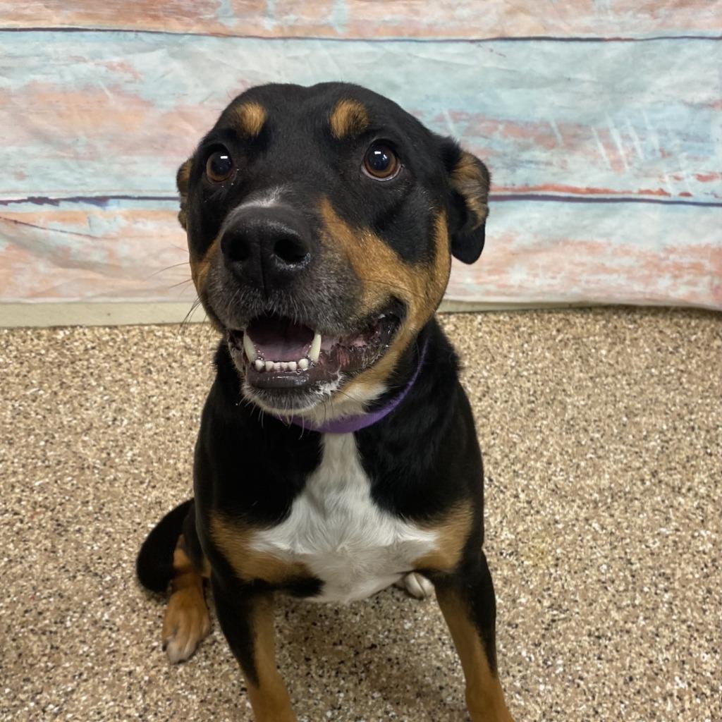 Charlee, Adoptable, Adult Female Rottweiler & Mixed Breed.