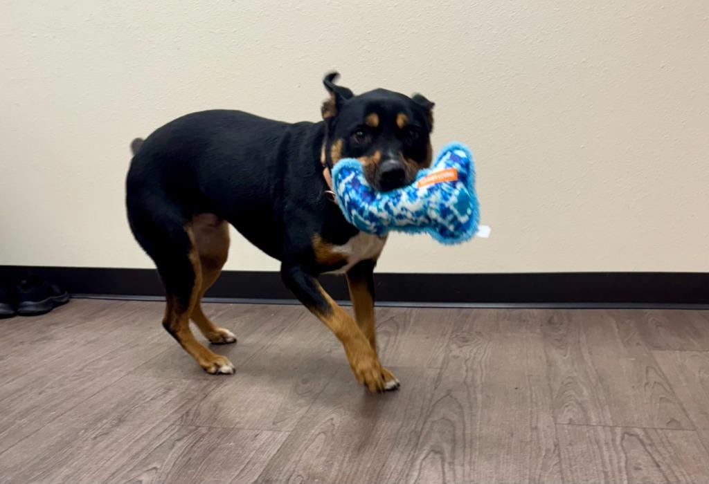 Charlee, a Adoptable mixed breed in Gillette, WY image 2/4