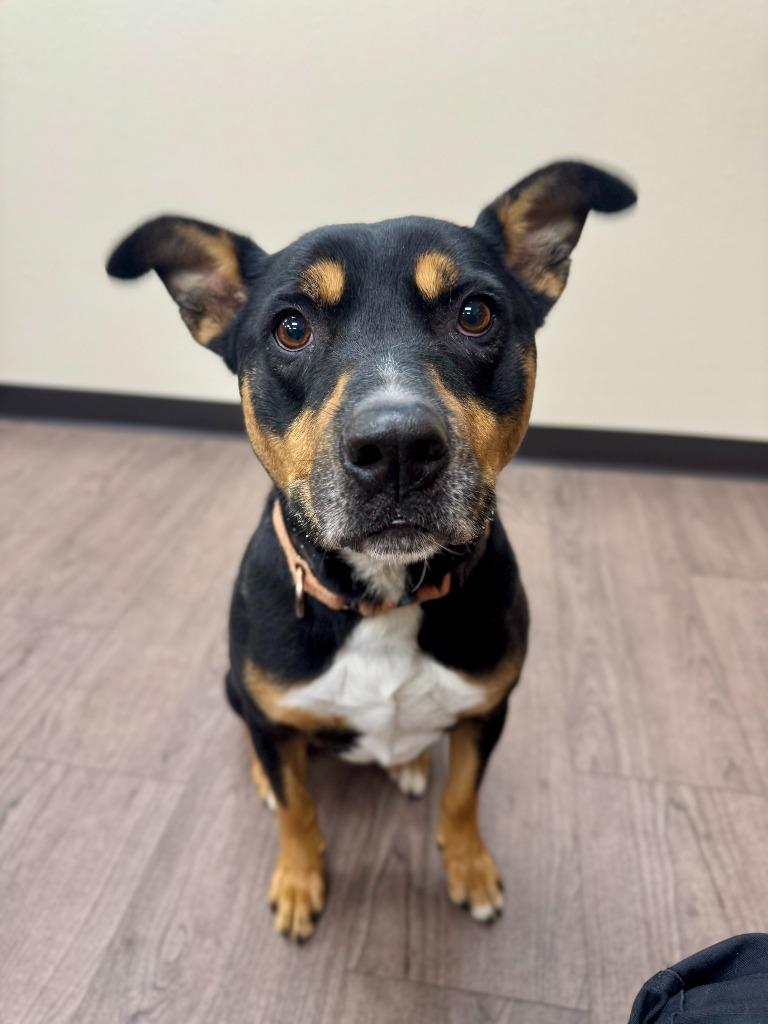 Charlee, a Adoptable mixed breed in Gillette, WY image 3/4