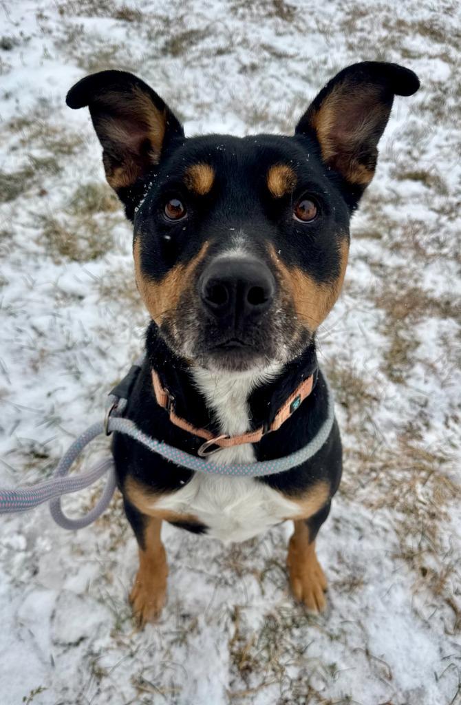 Charlee, a Adoptable mixed breed in Gillette, WY image 4/4