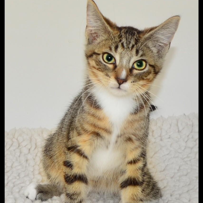 Enlarge Iris, a ADOPTABLE Tabby in San Andreas, CA image 1/1