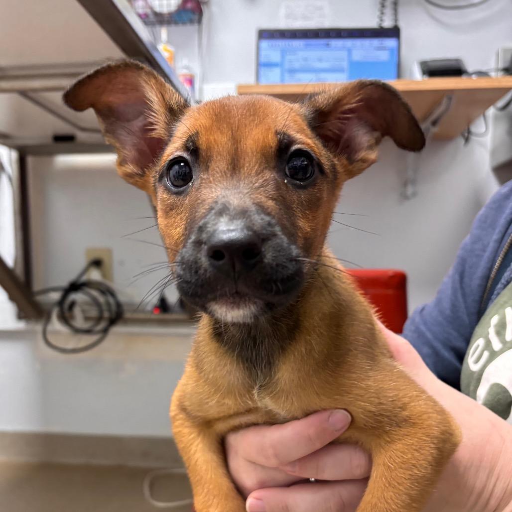 Enlarge Abby, a Adoptable Terrier in Brookfield, WI image 1/1