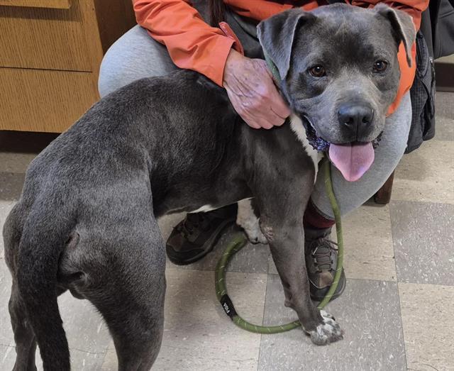 Enlarge RED, a Adoptable mixed breed in Albuquerque, NM image 1/1