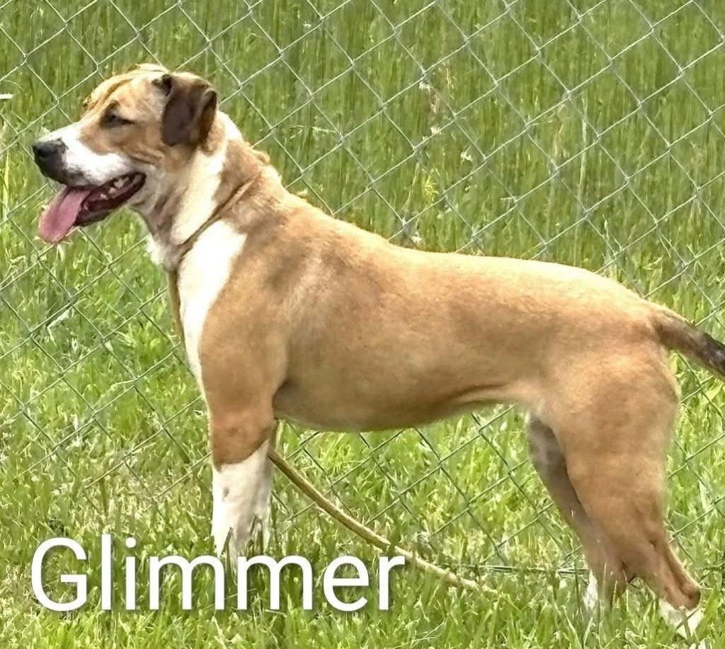 Enlarge GLIMMER (spayed), a Adoptable mixed breed in Crossville, TN image 1/1