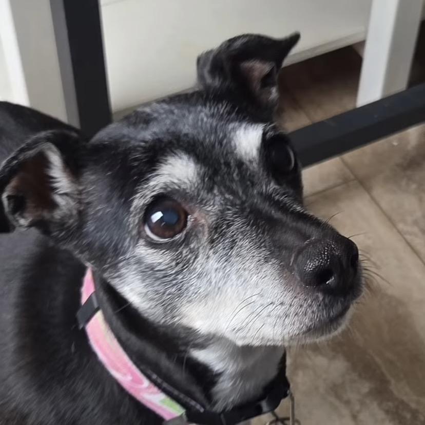 Enlarge Millie, a Adoptable Terrier in Tunkhannock, PA image 1/1