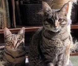 Enlarge Robin and Trinity, a Adoptable Domestic Short Hair in Wayland, MA image 1/6