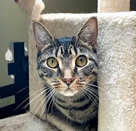 Enlarge Robin and Trinity, a Adoptable Domestic Short Hair in Wayland, MA image 2/6