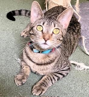 Enlarge Robin and Trinity, a Adoptable Domestic Short Hair in Wayland, MA image 3/6