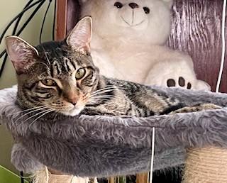 Enlarge Robin and Trinity, a Adoptable Domestic Short Hair in Wayland, MA image 4/6