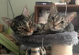 Enlarge Robin and Trinity, a Adoptable Domestic Short Hair in Wayland, MA image 5/6