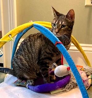 Enlarge Robin and Trinity, a Adoptable Domestic Short Hair in Wayland, MA image 6/6