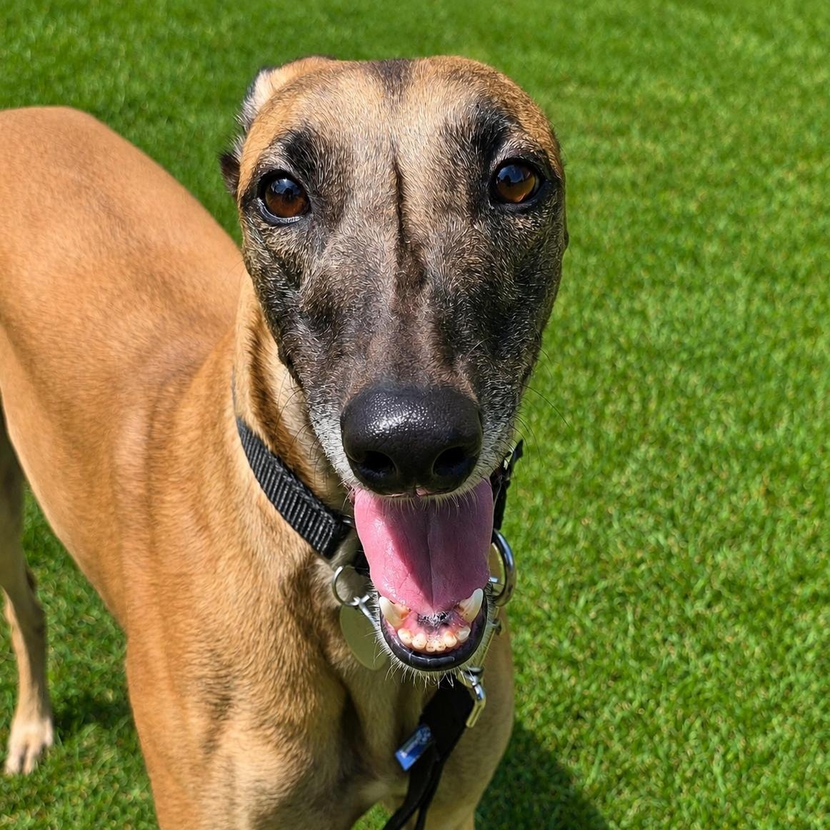 Sadie, adopted, Adult Female Greyhound.
