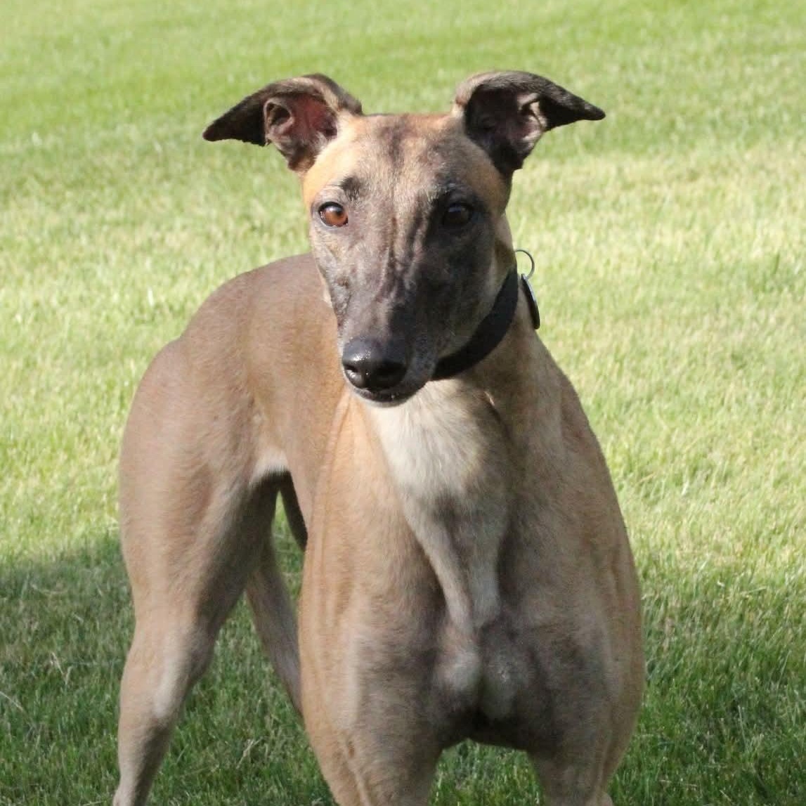 Sadie, ADOPTABLE, Adult Female Greyhound.