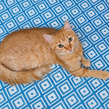 Enlarge Allicus, a Adoptable Domestic Short Hair in Fredericksburg, VA image 2/4