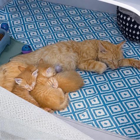 Enlarge Allicus, a Adoptable Domestic Short Hair in Fredericksburg, VA image 3/4