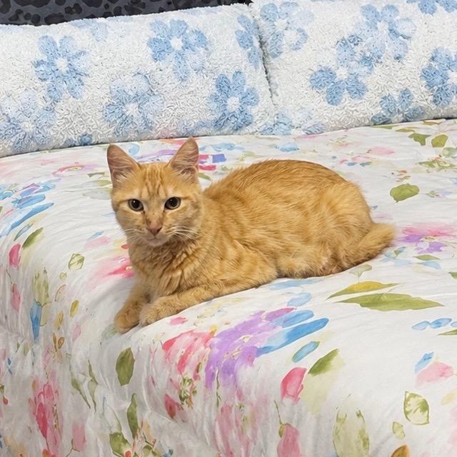 Enlarge Allicus, a Adoptable Domestic Short Hair in Fredericksburg, VA image 4/4
