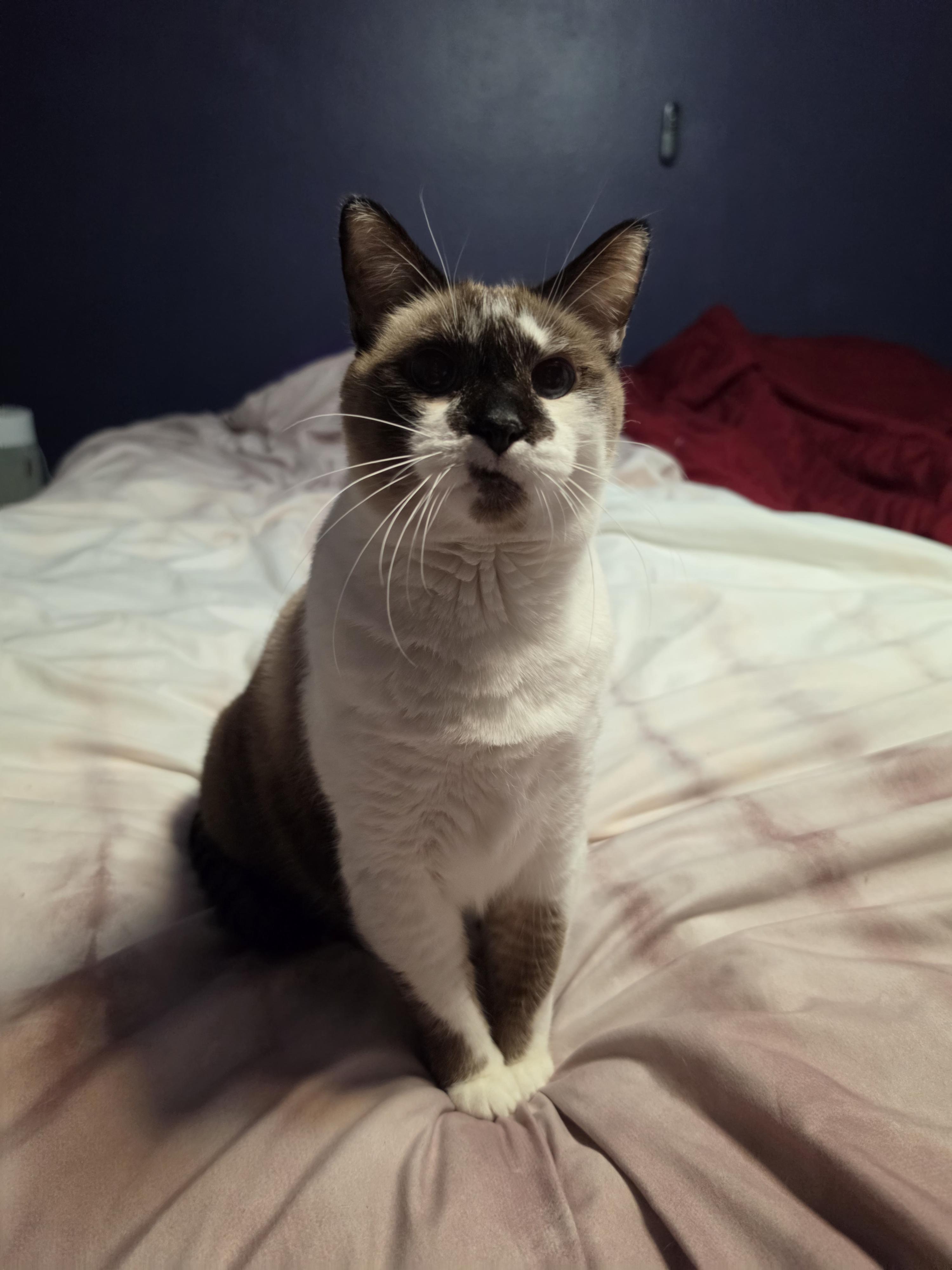 Enlarge George, a Adoptable mixed breed in Pocatello, ID image 2/6