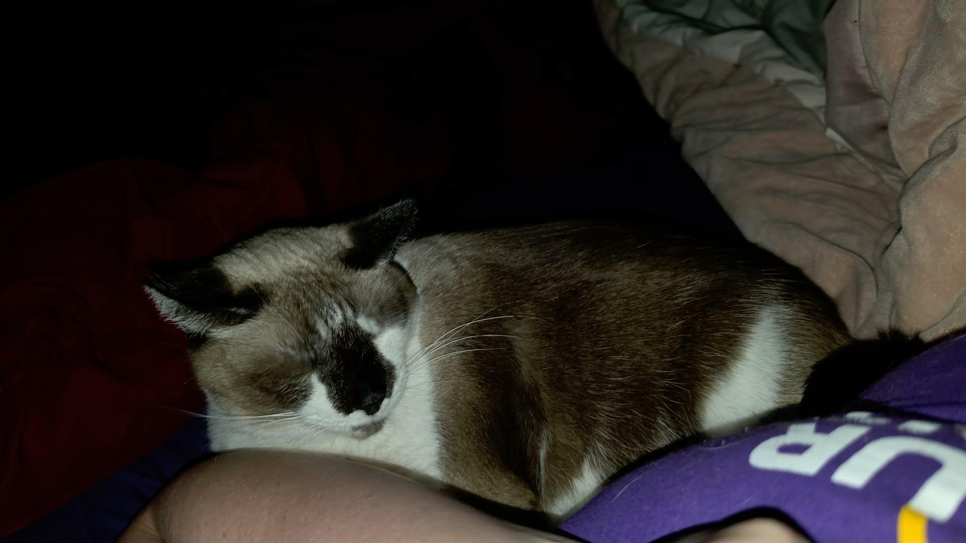 Enlarge George, a Adoptable Snowshoe in Pocatello, ID image 2/2