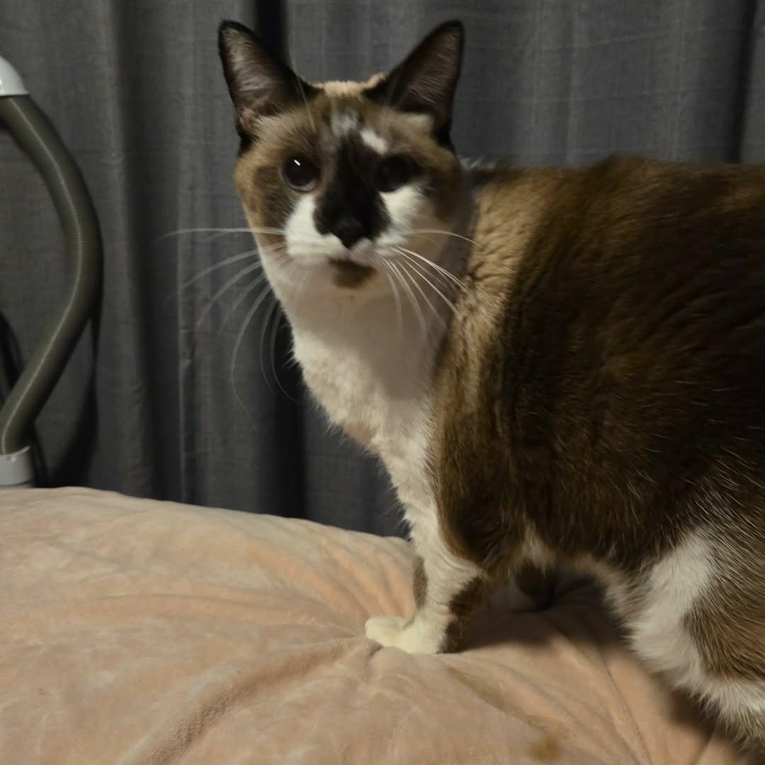 George, Adoptable, Adult Male Snowshoe.