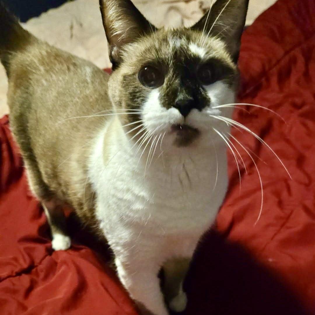 George, Adoptable, Adult Male Snowshoe.