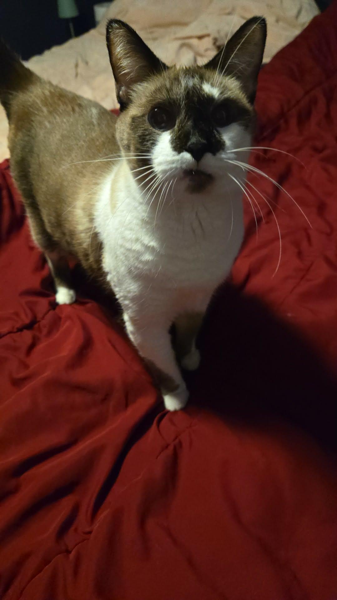 Enlarge George, a Adoptable Snowshoe in Pocatello, ID image 1/2