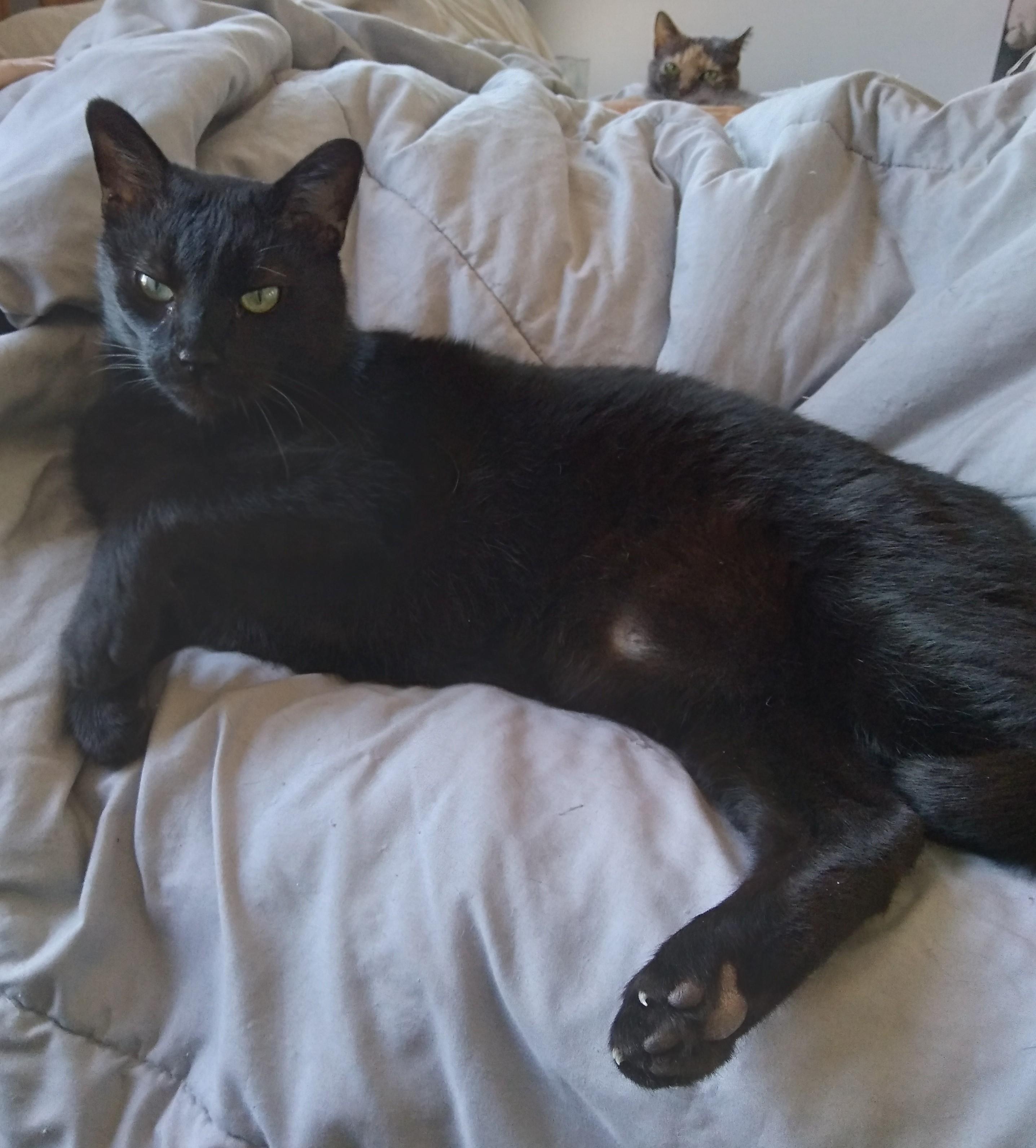 Leo, an adoptable Domestic Short Hair in Nashville, TN image 5/6