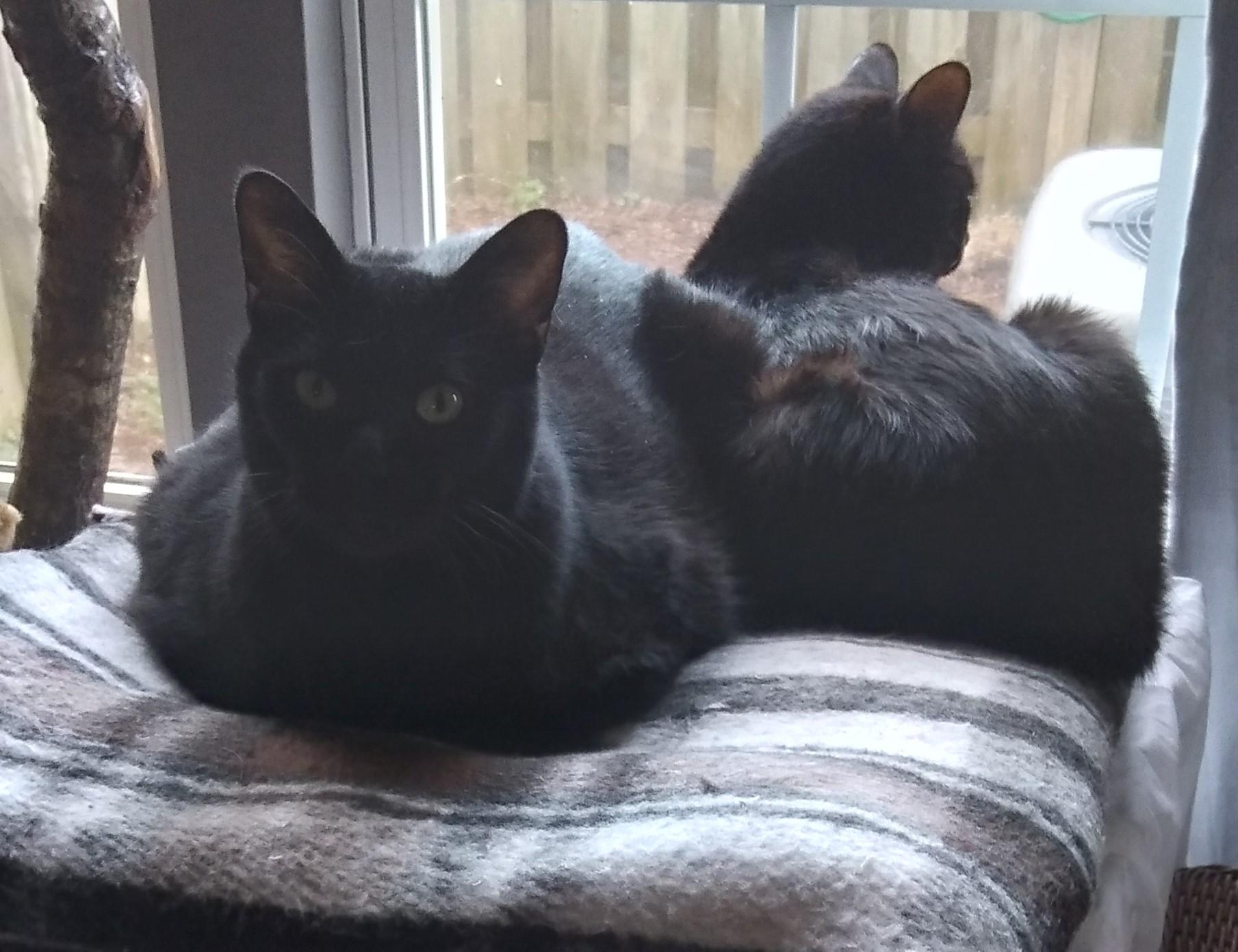 Enlarge Leo, an adoptable Domestic Short Hair in Nashville, TN image 6/6