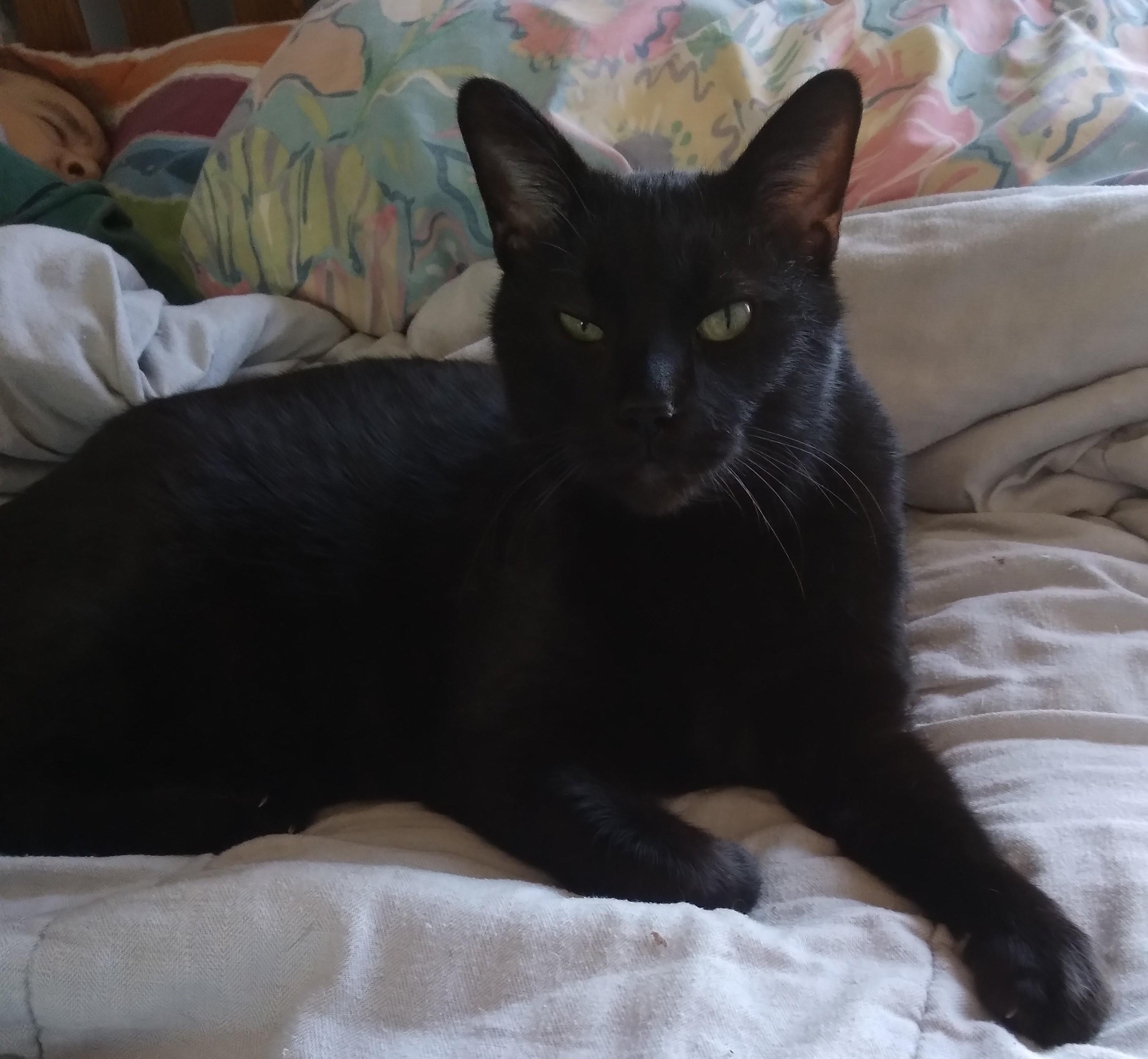 Enlarge Leo, an adoptable Domestic Short Hair in Nashville, TN image 3/6