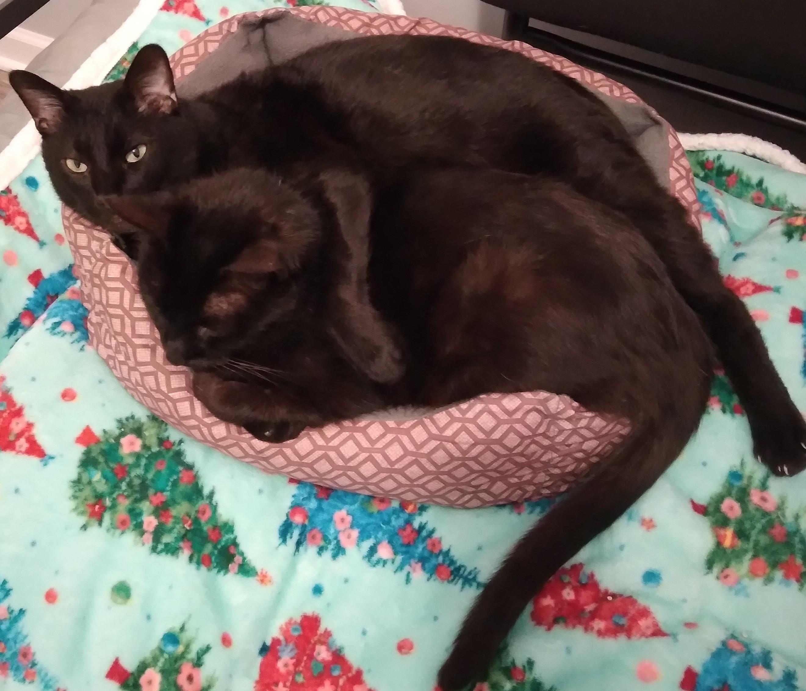 Enlarge Leo, an adoptable Domestic Short Hair in Nashville, TN image 2/6