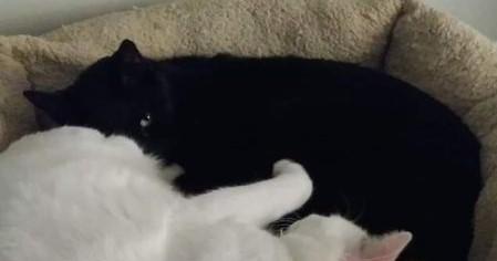 Enlarge Leo, an adoptable Domestic Short Hair in Nashville, TN image 5/6