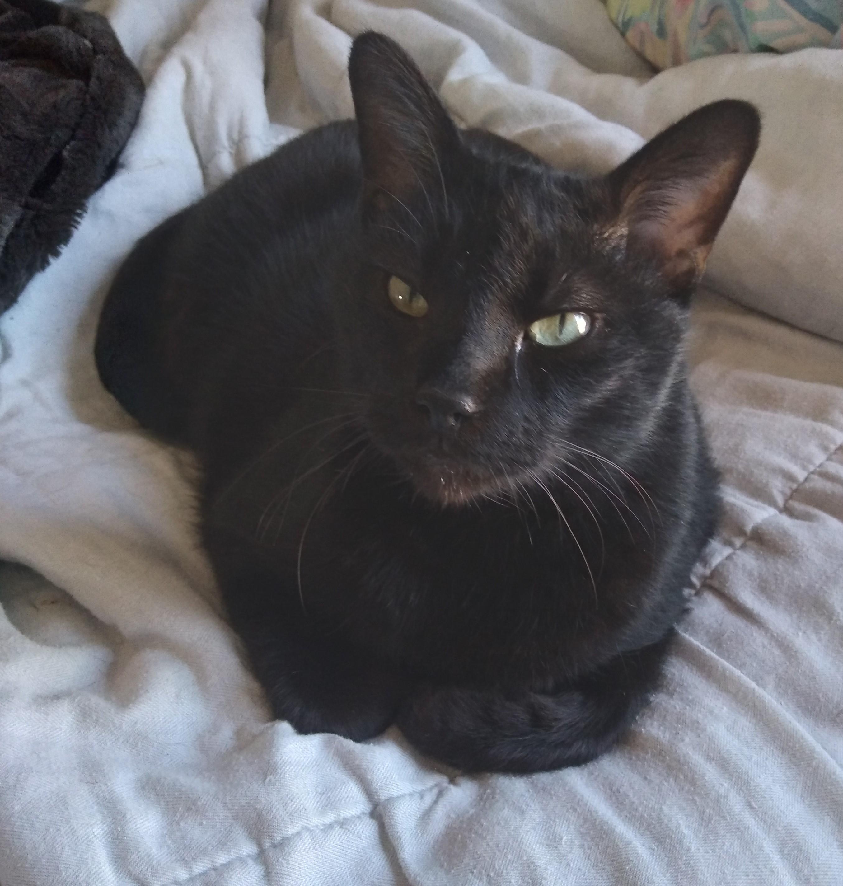 Enlarge Leo, an adoptable Domestic Short Hair in Nashville, TN image 1/6