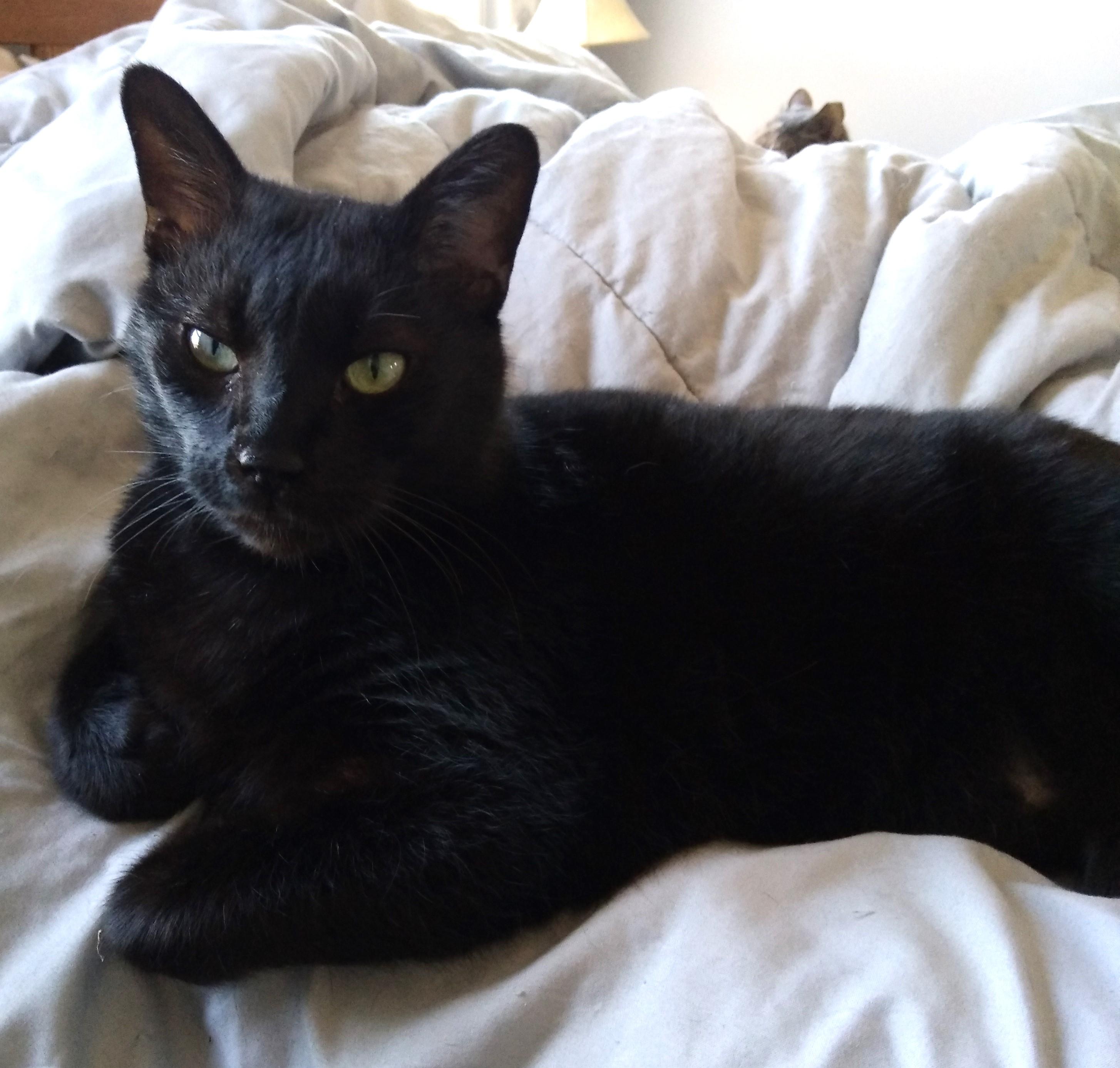 Leo, an adoptable Domestic Short Hair in Nashville, TN image 4/6