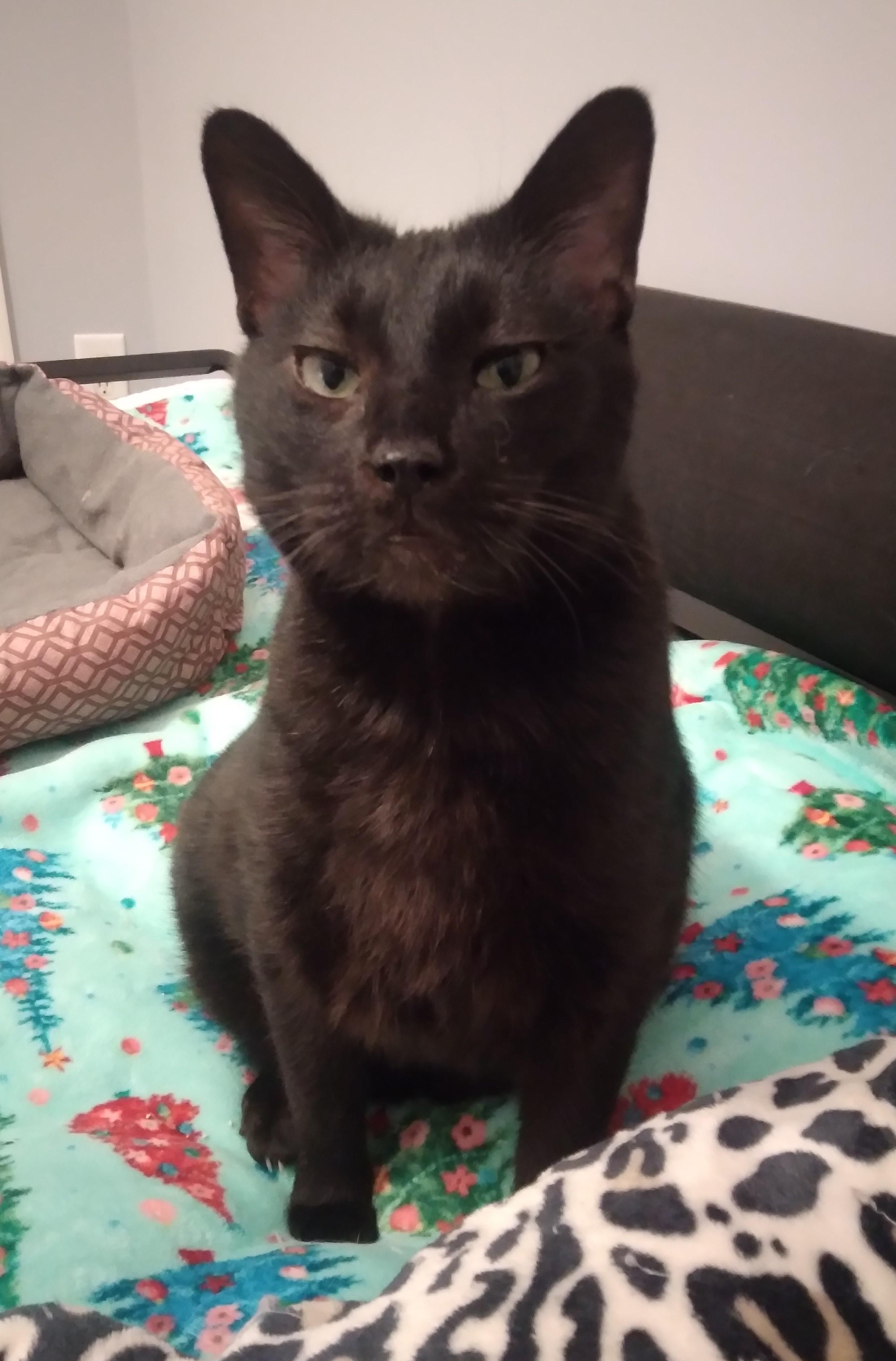 Leo, adoptable, Senior Male Domestic Short Hair.