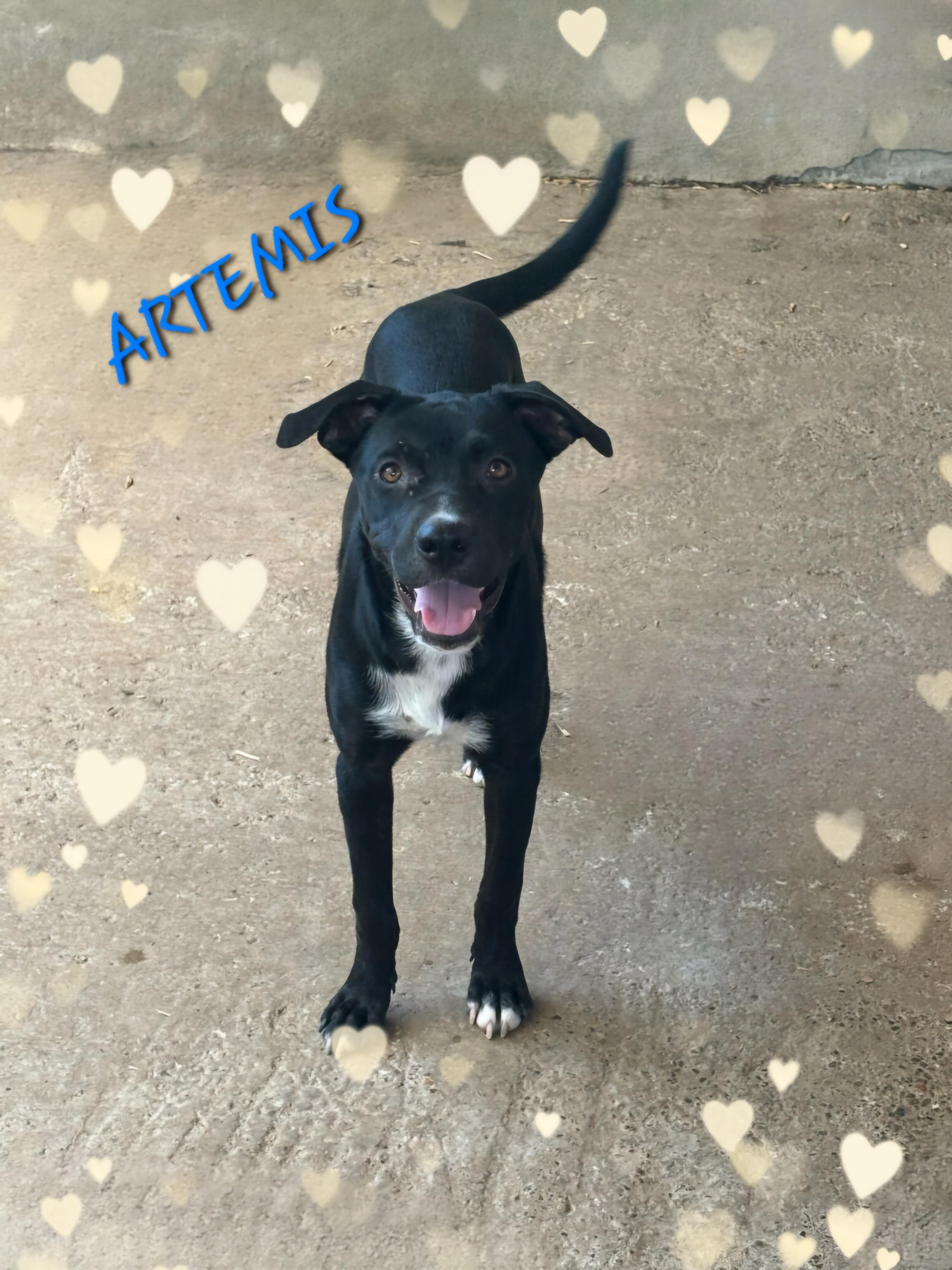 Artemis photo 3