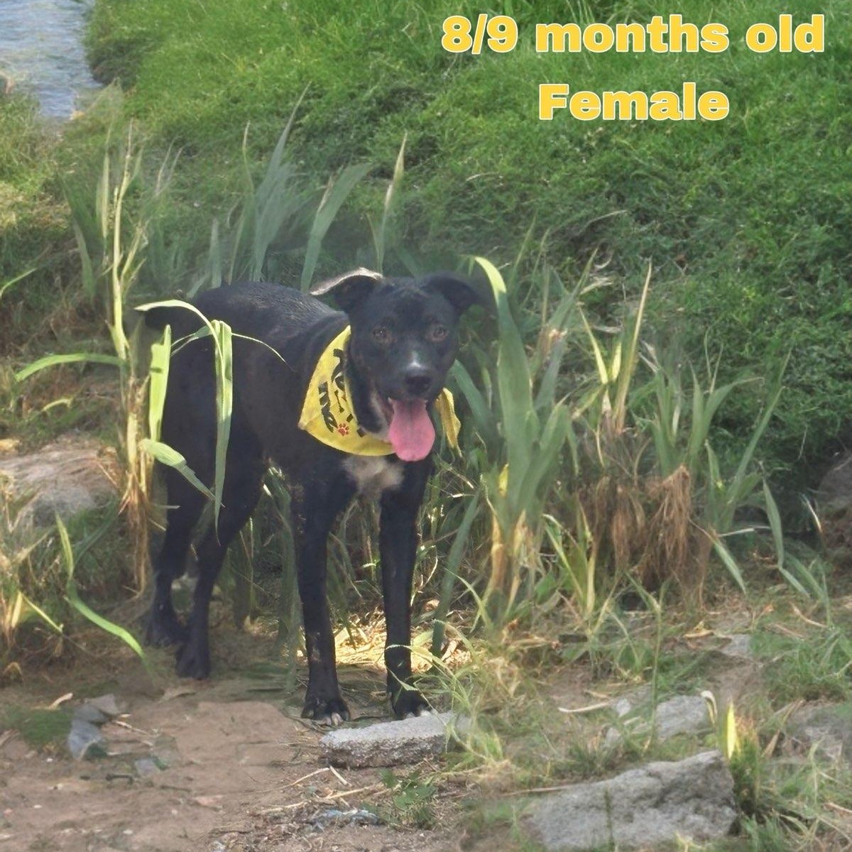 Artemis photo 4