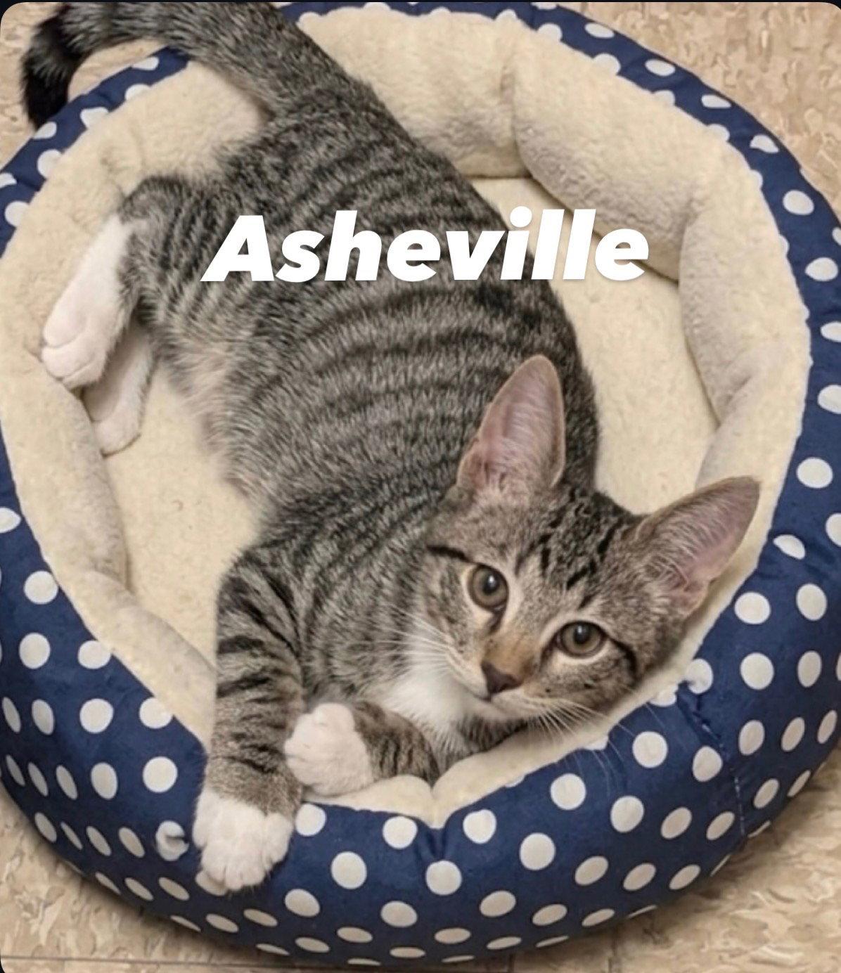 Asheville, Adoptable, Kitten Male Tabby.