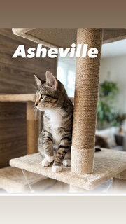 Enlarge Asheville, a Adoptable Tabby in Chandler, AZ image 2/3