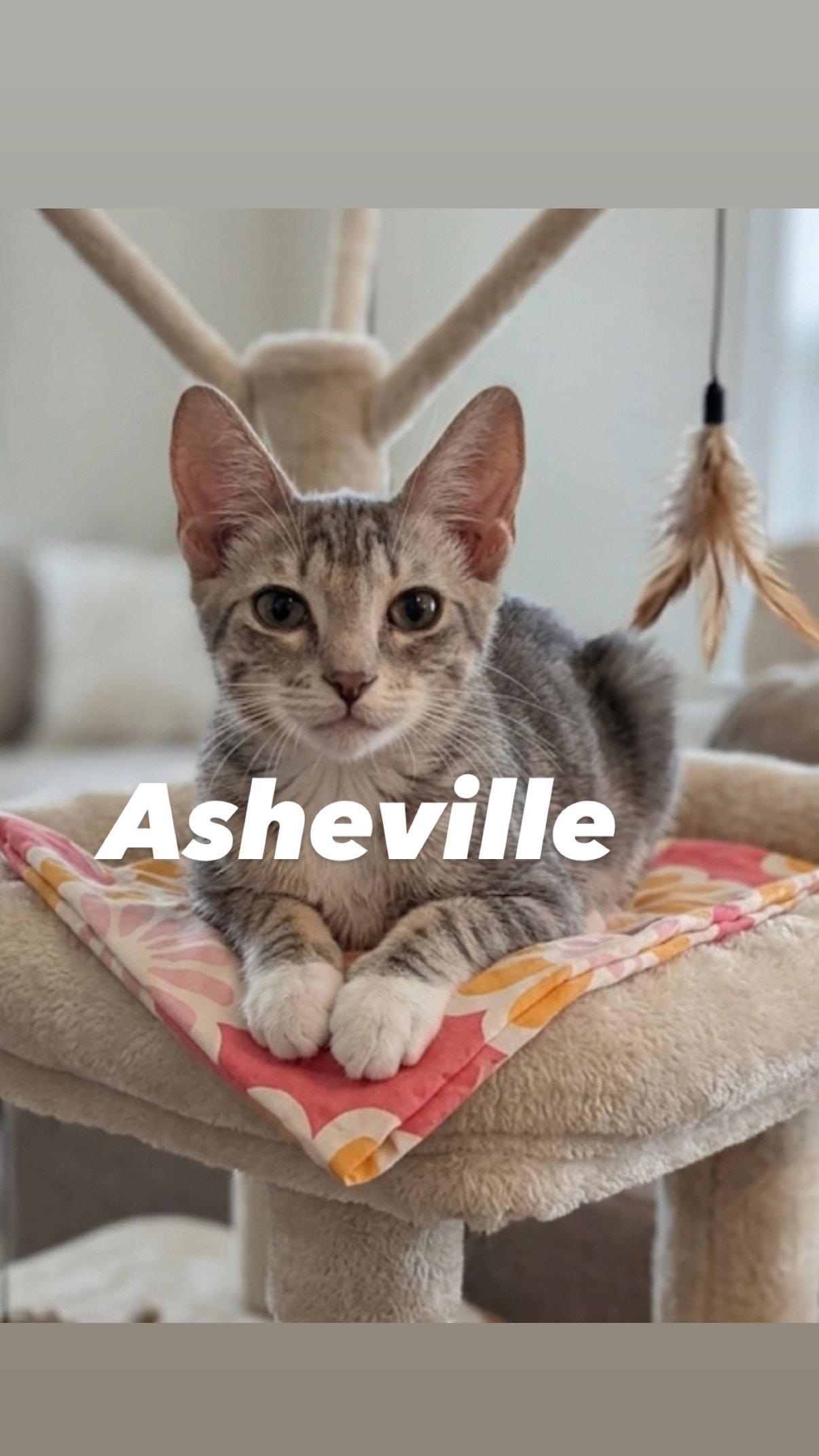 Enlarge Asheville, a Adoptable Tabby in Chandler, AZ image 3/3