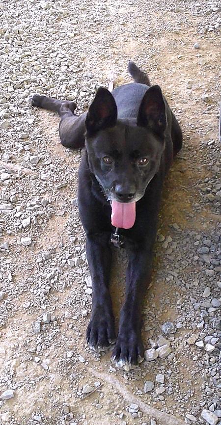 Enlarge BEAR, a ADOPTABLE mixed breed in Pegram, TN image 5/6