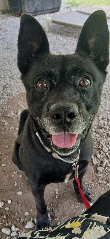 BEAR, a ADOPTABLE mixed breed in Pegram, TN image 2/6