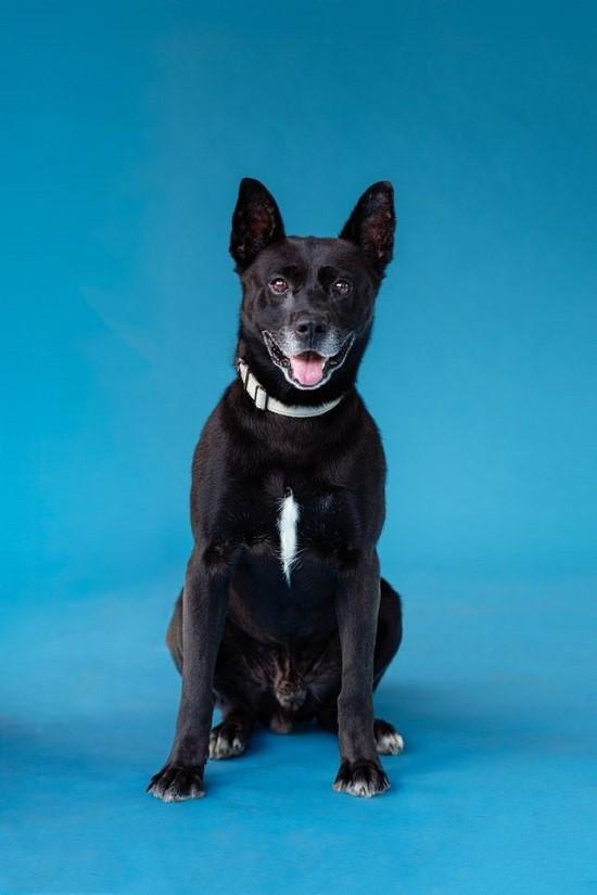 BEAR, ADOPTABLE, Adult Male Shepherd.