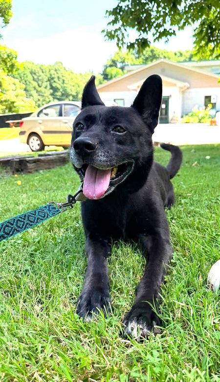 Enlarge BEAR, a ADOPTABLE mixed breed in Pegram, TN image 1/6