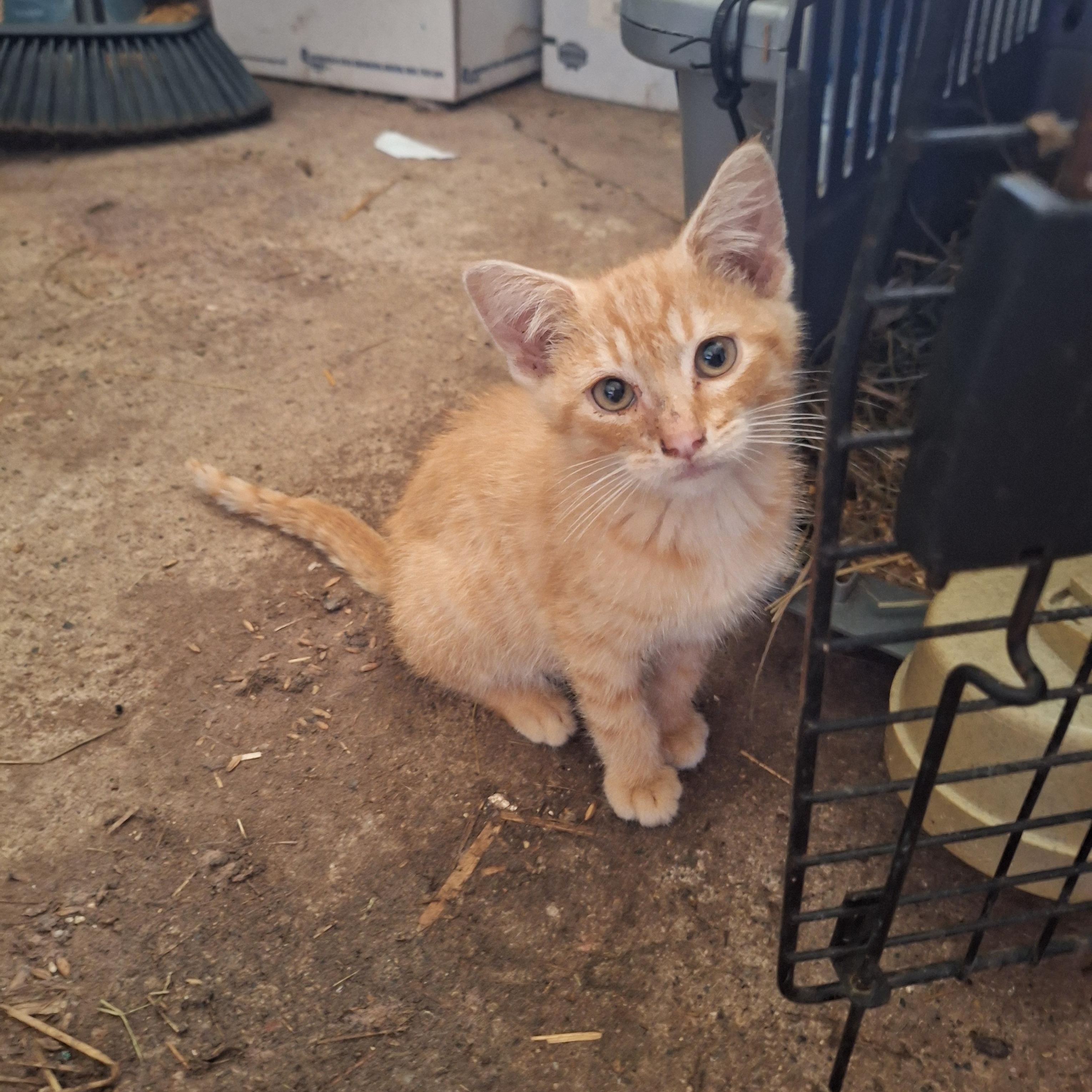 Enlarge Peter, a Adoptable American Shorthair in Caledonia, MN image 2/3