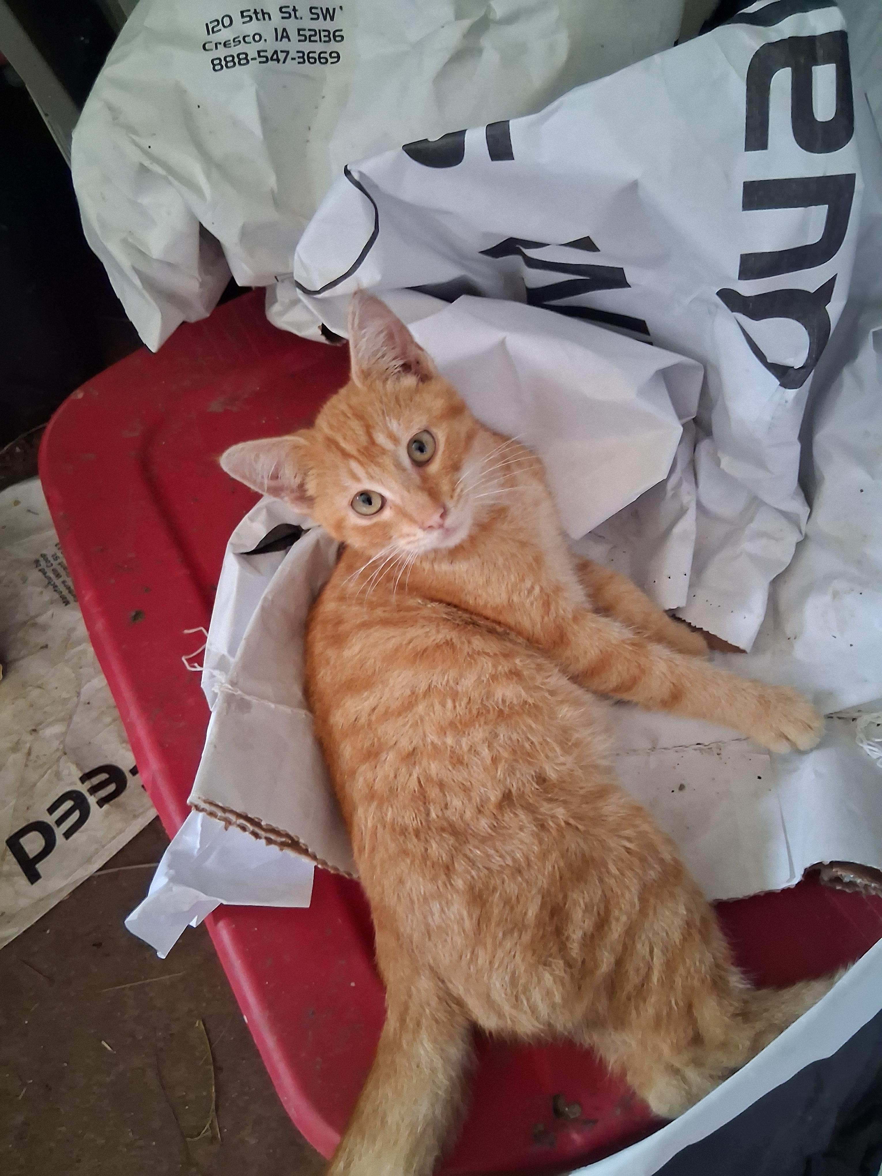 Enlarge Peter, a Adoptable American Shorthair in Caledonia, MN image 1/3