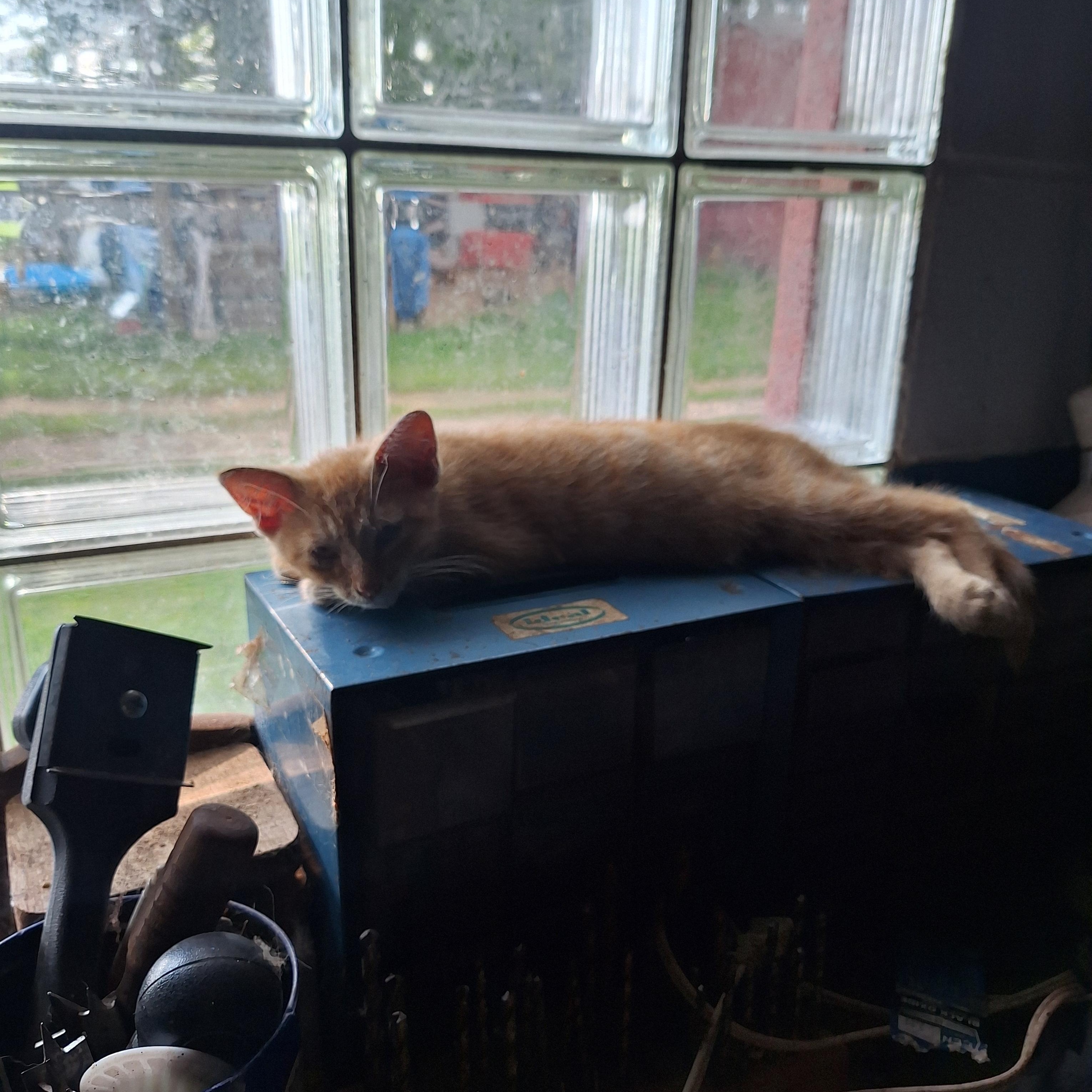 Enlarge Peter, a Adoptable American Shorthair in Caledonia, MN image 3/3