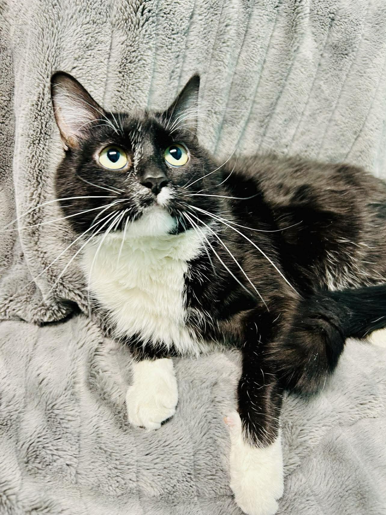 Enlarge Rinaldo , a Adoptable Domestic Short Hair in Alexandria, MN image 2/2