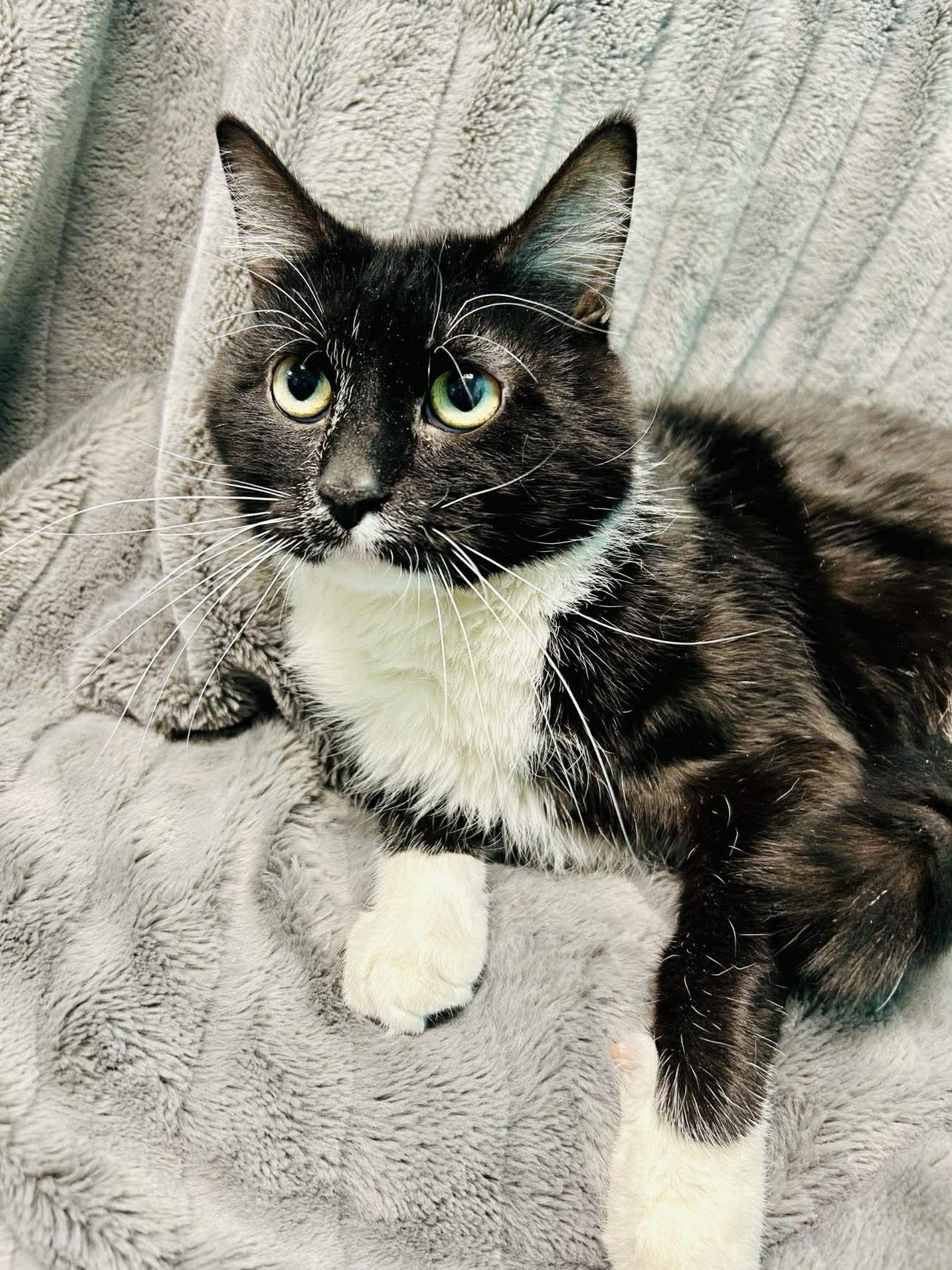 Rinaldo , Adoptable, Young Male Domestic Short Hair.