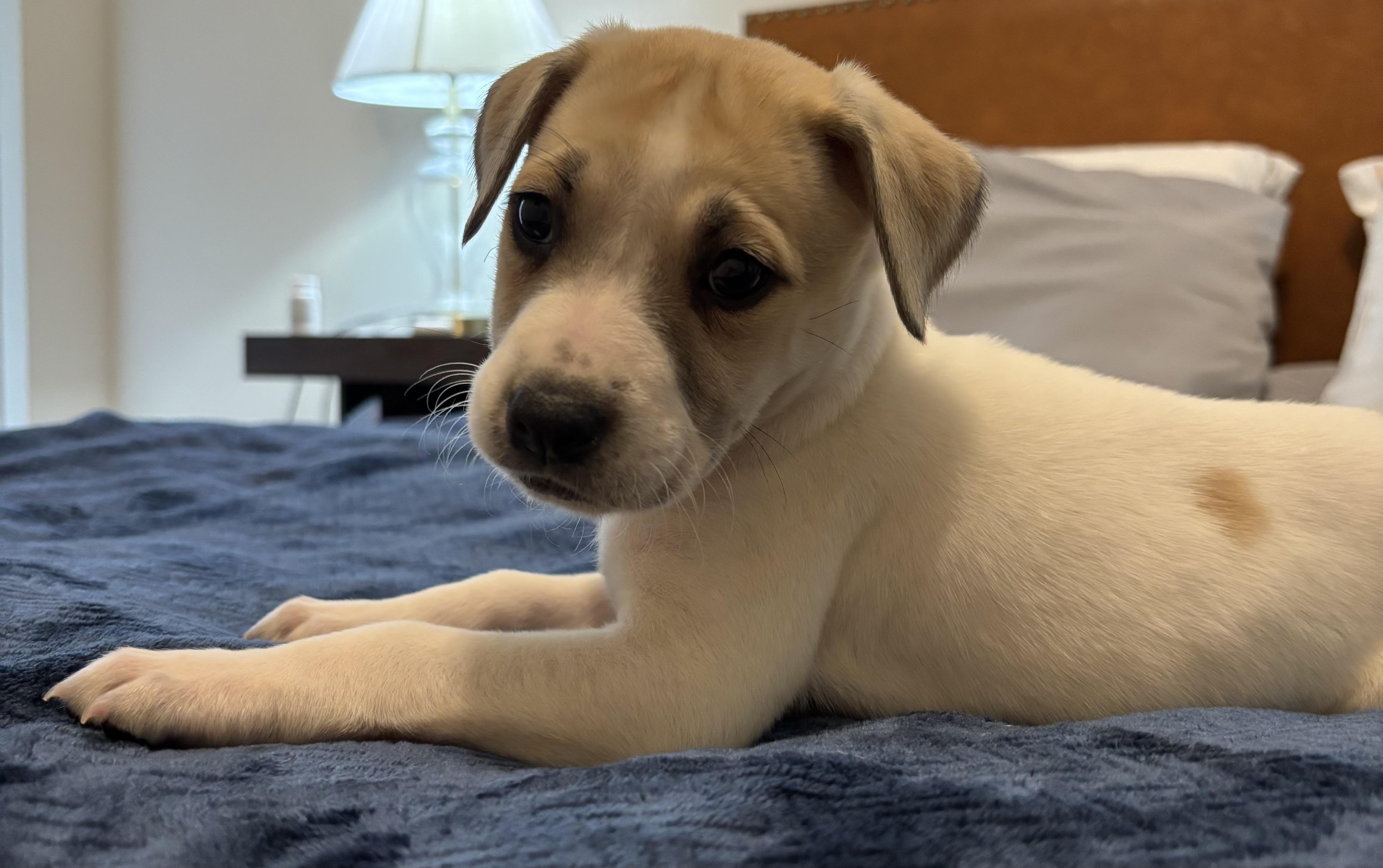 Enlarge Daisy , an adopted mixed breed in Fishkill , NY image 2/4