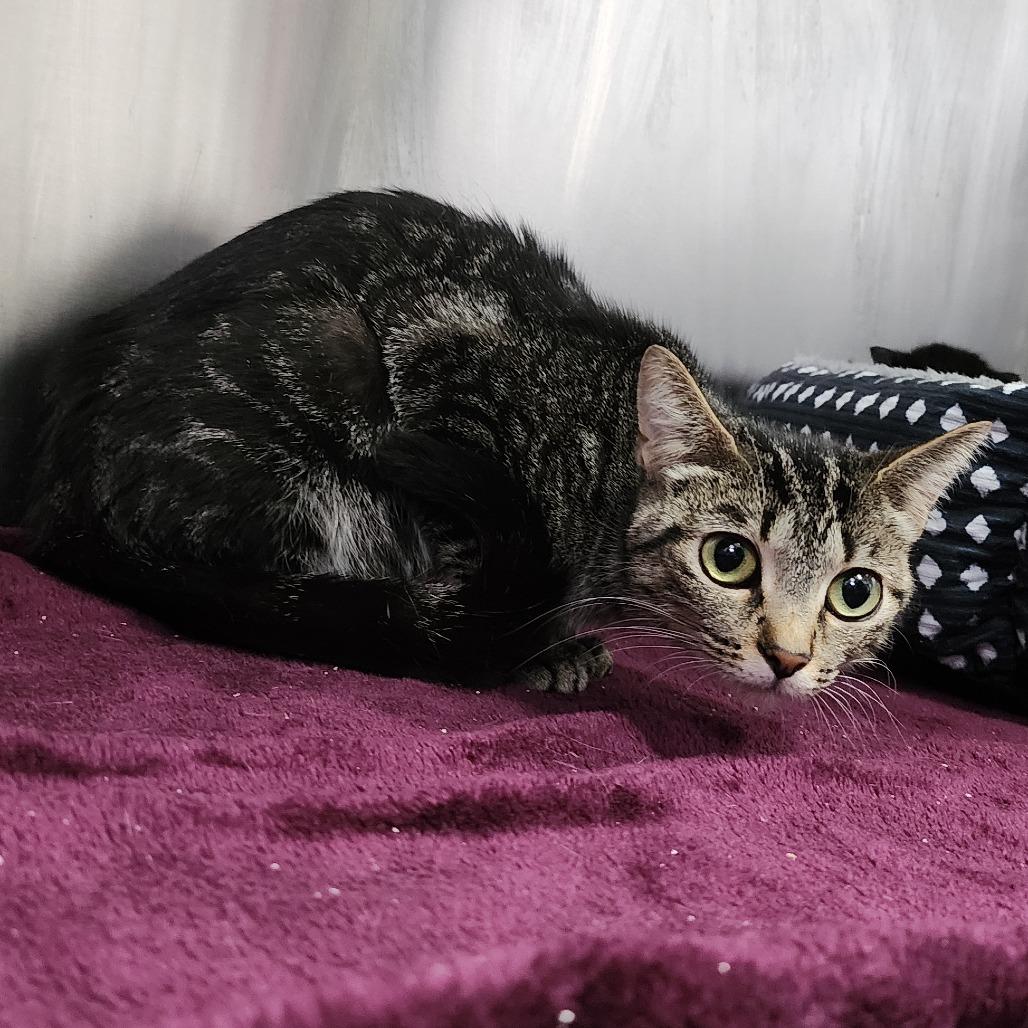 Enlarge Cascada, a Adoptable Domestic Short Hair in Dixon, IL image 1/1