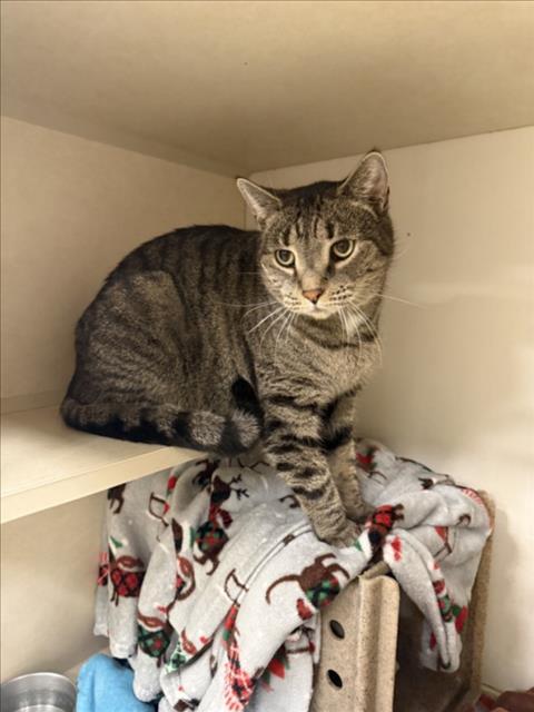 Enlarge AMBROSE, a Adoptable Domestic Short Hair in Hagerstown, MD image 1/1